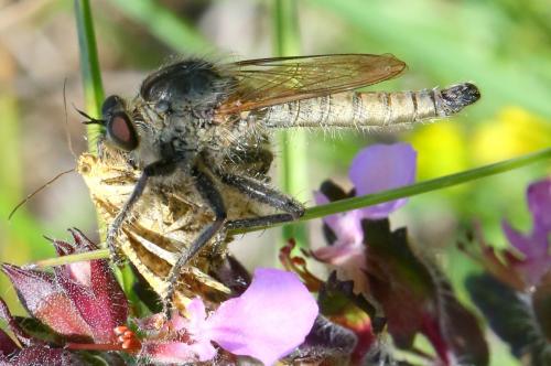 Réf. 285 803 : Asilinae inconnu